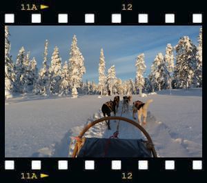 Schweden 2012 - Dog sleigh