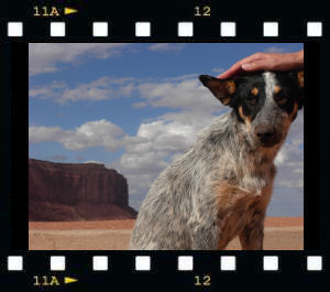 USA 2008 - Desert Dog